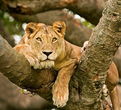 lion-on-the-tree-6228820