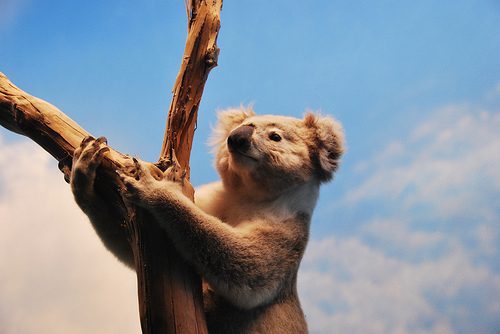koala-8060862